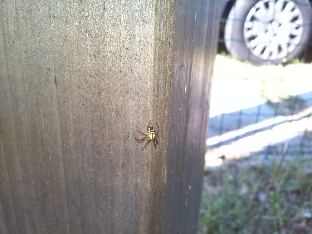 Argiope aurantia? No. Mangora acalypha - Galliera (BO)